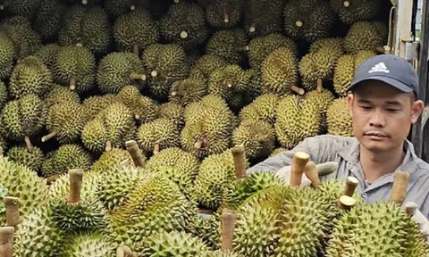 Xuất khẩu rau quả sang Hàn Quốc, Thái Lan tăng mạnh