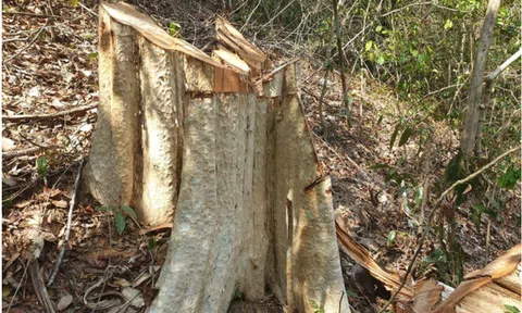 Có hay không việc Đắk Lắk giảm 2.400ha rừng trong 8 tháng qua?