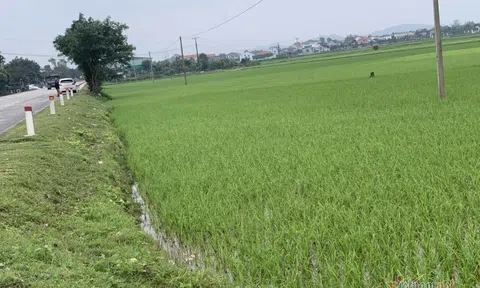 Thu hồi ruộng lúa trả dân 173.000/m2, đưa ra đấu giá gấp 120 lần