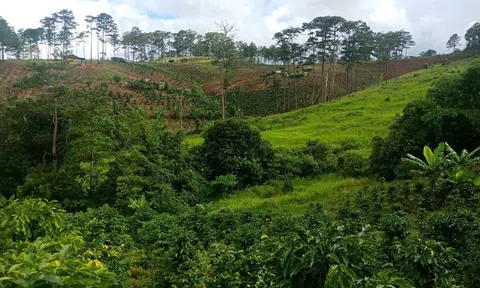 Điều tra vụ mua đất 20,8 tỷ bán lại vài tỷ sau hai tháng ở Đà Lạt